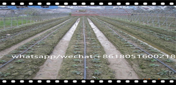 redpath nz